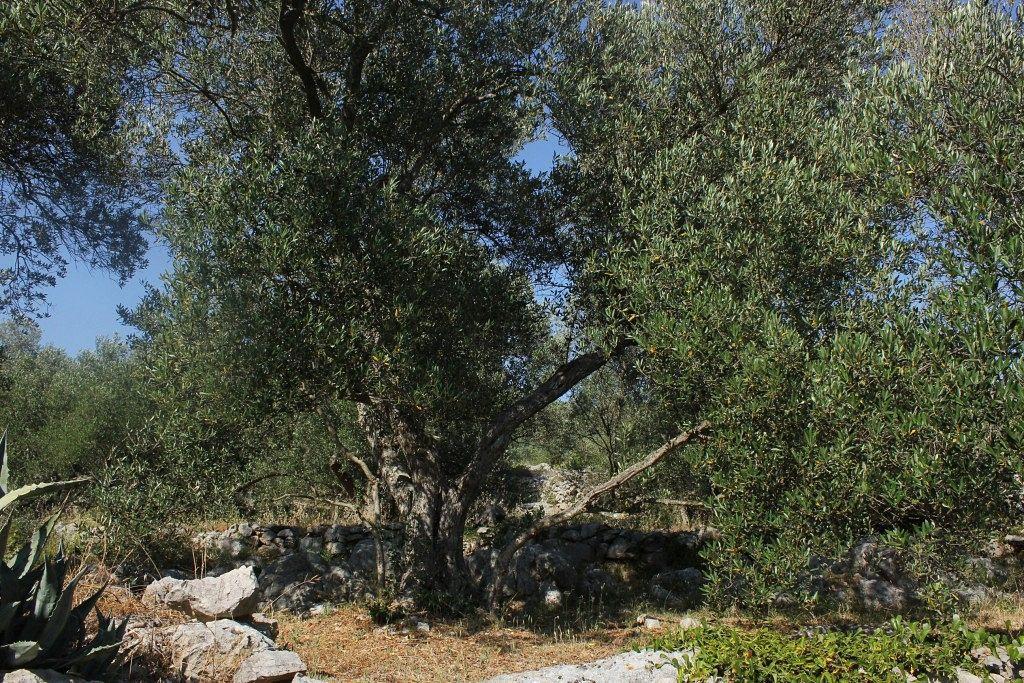 Secluded Fisherman'S Cottage Cove Magrovica - Telascica, Dugi Otok - 8142 살리 외부 사진
